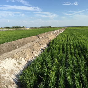 2015,吉林鎮(zhèn)賚縣鹽堿荒地改良應用禾康當年成功種植水稻(圖6)