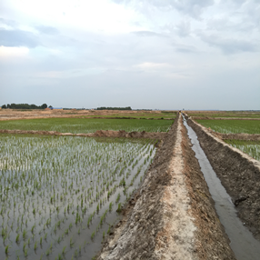 2015,吉林鎮(zhèn)賚縣鹽堿荒地改良應用禾康當年成功種植水稻(圖4)