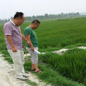 2014年與溫中申博士（留學(xué)日本）合作鹽堿地改良并重建土壤生態(tài)系統(tǒng)示范試驗(圖3)