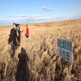 鹽堿荒地改良種植水稻—2013年吉林白城電視臺記者在我公司鹽堿地改良示范田采訪(圖1)