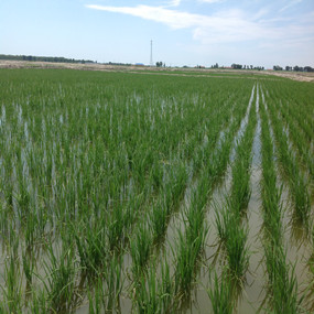 鹽堿荒地改良種植水稻—2013 年吉林鎮(zhèn)賚利用禾康改良鹽堿荒地種稻當(dāng)年取得高產(chǎn)(圖3)