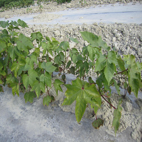 鹽堿地改良種植棉花—2012年農(nóng)五師91團鹽堿地種植棉花使用禾康土壤改良劑報告(圖2)