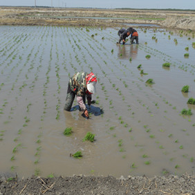 鹽堿地改良種植水稻—2012年吉林白城鎮(zhèn)賚縣鹽堿地種植水稻（開荒、打井、插秧、生長和成熟全過程記錄）(圖7)