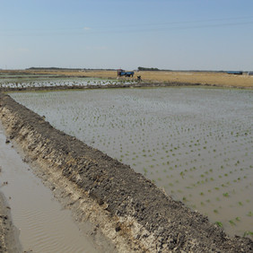 鹽堿地改良種植水稻—2012年吉林白城鎮(zhèn)賚縣鹽堿地種植水稻（開荒、打井、插秧、生長和成熟全過程記錄）(圖8)