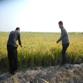 鹽堿地改良種植水稻—2012年吉林白城鎮(zhèn)賚縣鹽堿地種植水稻（開荒、打井、插秧、生長和成熟全過程記錄）(圖12)