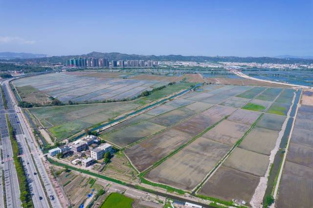 河玉圍海水稻示范基地航拍圖