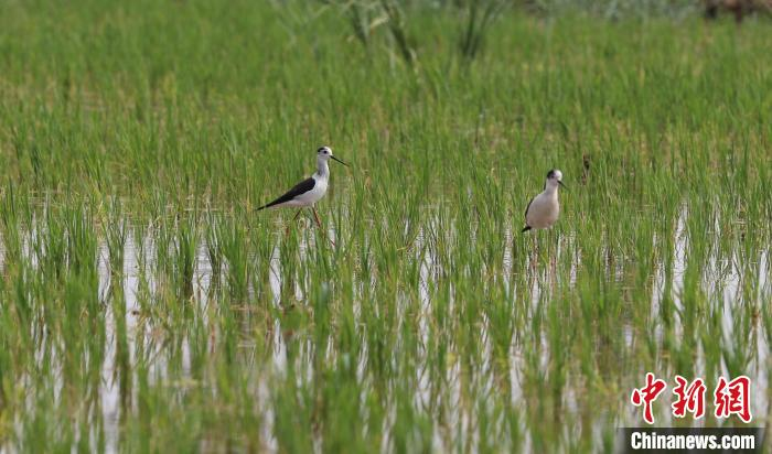 圖為在農(nóng)場稻田內(nèi)棲息覓食的野生鳥類。　田博 攝