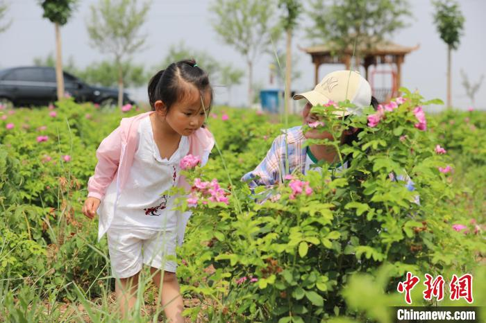 圖為游客在農(nóng)場玫瑰園賞花。　田博 攝