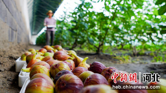 曹妃甸區(qū)中國鹽生植物園天旭溫泉小鎮(zhèn)內(nèi)農(nóng)民正在采摘無花果。 季春天 攝